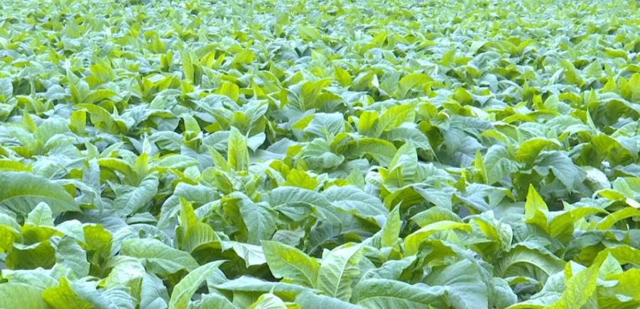 龙岩市上杭县烟区的土壤情况分析