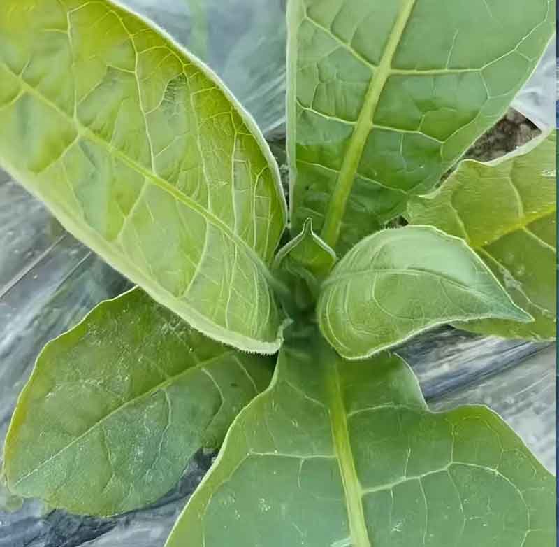 烤烟丁草胺药害的识别、原因与防治措施