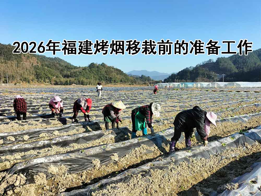 宁化县天气对烤烟育苗及移栽的影响及补救措施（1月18日至31日）