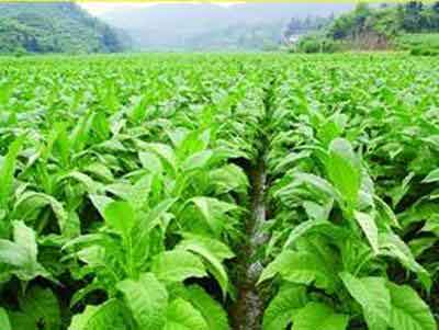 如果遇到阴雨天,该如何保养烤烟幼苗