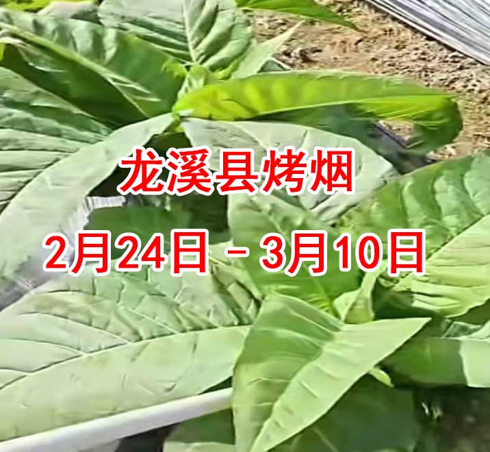尤溪烤烟未来15天种植指导（2月24日–3月10日）