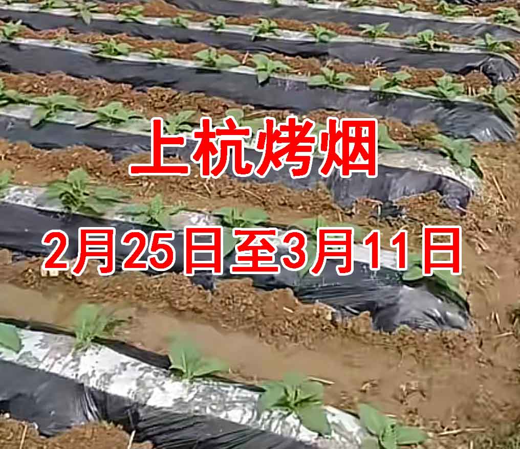 上杭烤烟未来15天的种植指导2月25日至3月11日