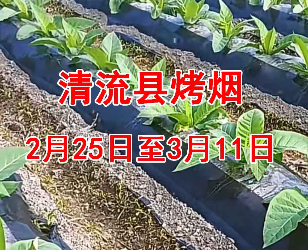 清流县烤烟未来15天（2月28日–3月2日）种植指导
