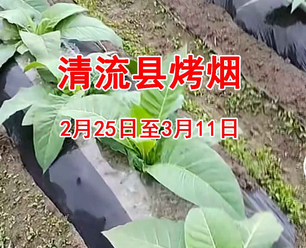 倒春寒来袭！泰宁烤烟如何应对持续降雨？15天田间管理急救指南