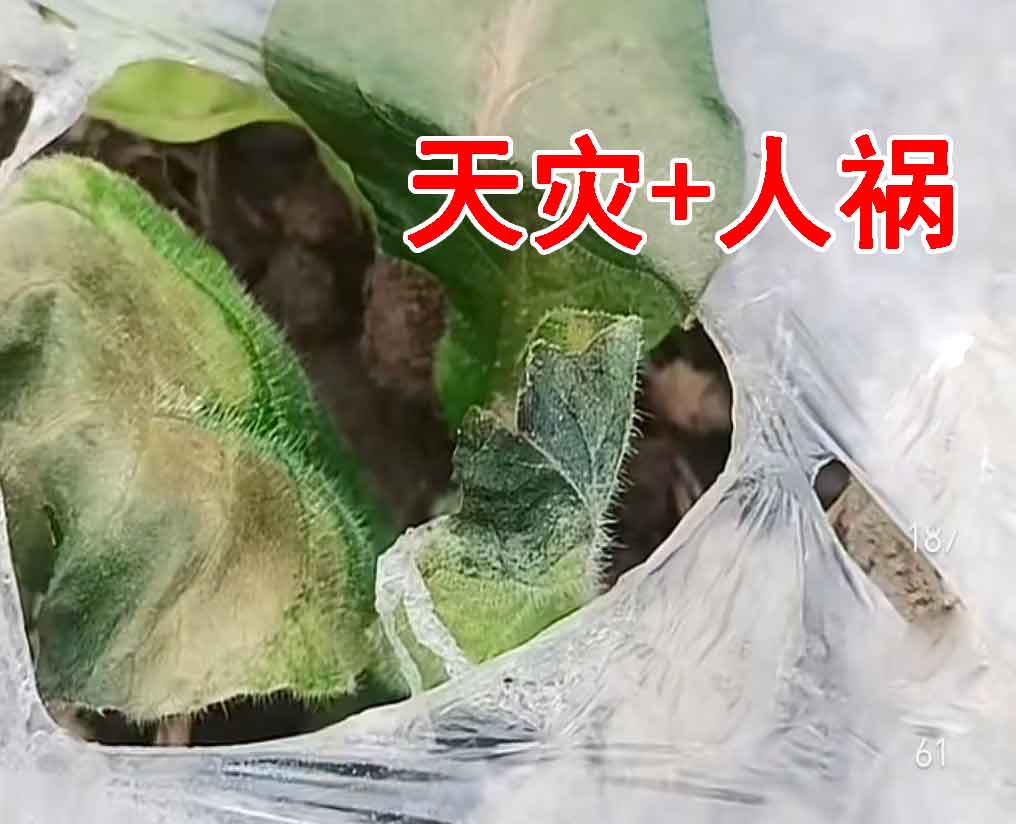 烤烟苗期遭遇“天灾”怎么办？福建烟农实拍教你紧急补救+预防技巧！