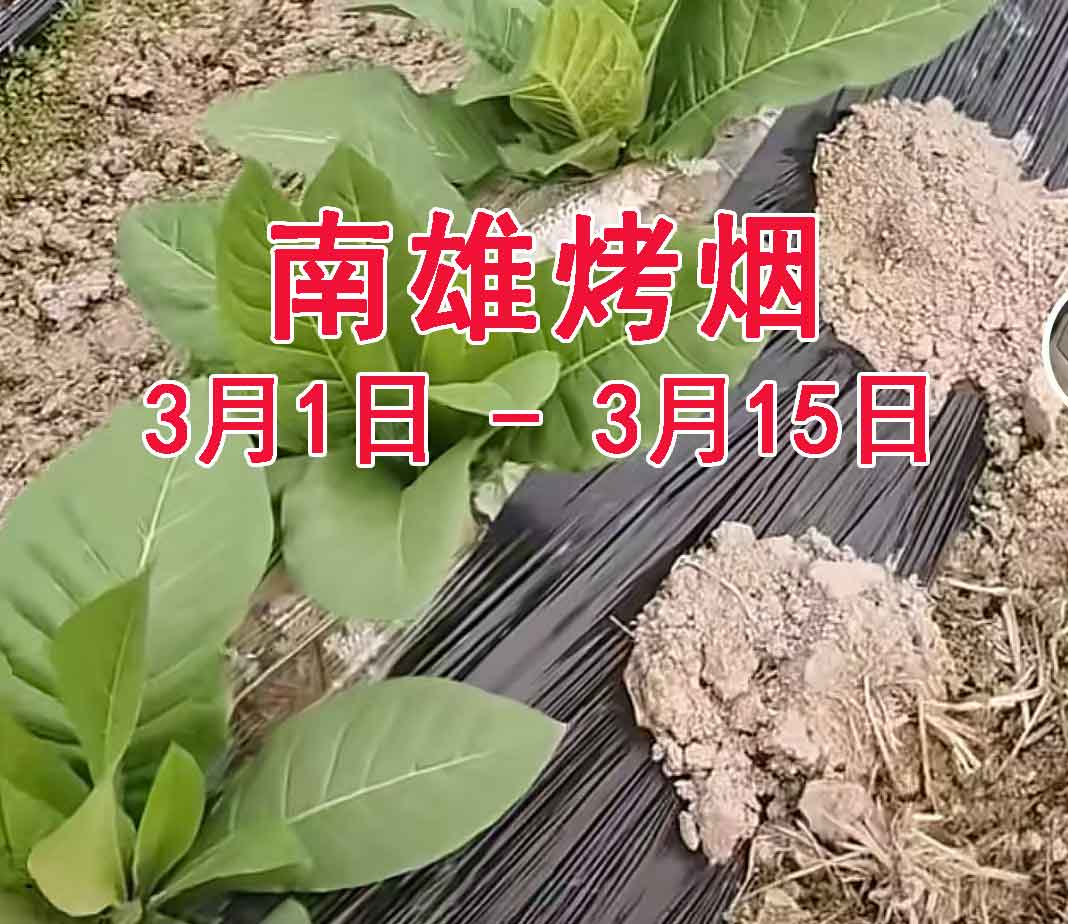 南雄烤烟未来15天（3月1至15日），雨冷天气，抢抓晴好大培土