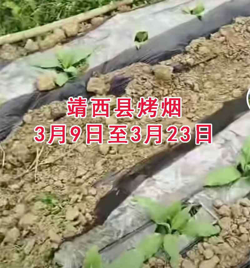 靖西烤烟紧急预警：未来15天（2026年3月9日至3月23日）雨多气温升！追肥后5天如何防涝防病？