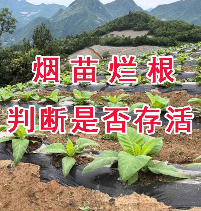 判断烂根烟苗是否存活 5步精准判断法
