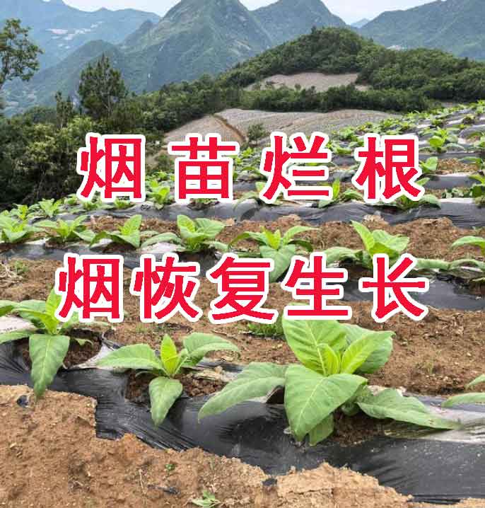 三步解决烟苗烂根后如何快速恢复生长?