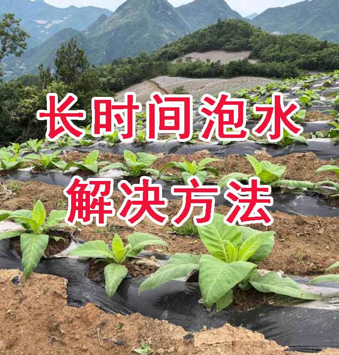 烟苗根系长时间泡在水里缺氧，导致“僵苗”或烂根的原理及解决方法